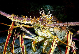 This image of a Spiny Lobster was taken in 2008 while div... by Steven Anderson 